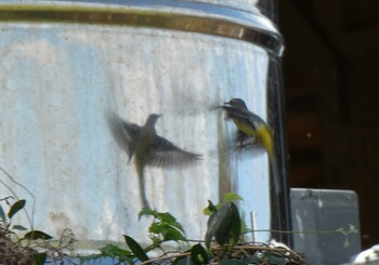 Grey Wagtail Yoron Island Mon, 12/6/2021