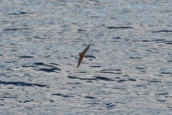 Eurasian Skylark 大洗-苫小牧航路 Fri, 10/22/2021