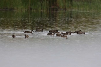 Grey Teal Old Ocean Road Sun, 2/5/2017