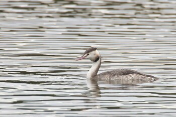 Great Crested Grebe 堺市 Wed, 12/8/2021