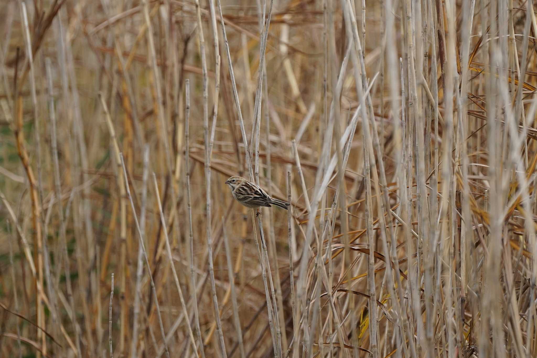 Photo of Common Reed Bunting at 飯梨川河口(島根県安来市) by ひらも