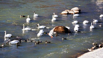 Tundra Swan 上田養護学校西　千曲川 Sat, 2/6/2021