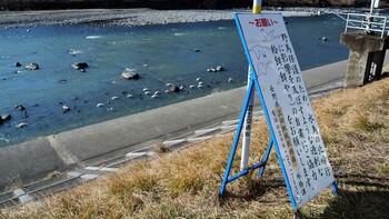 コハクチョウ 上田養護学校西　千曲川 2021年2月6日(土)