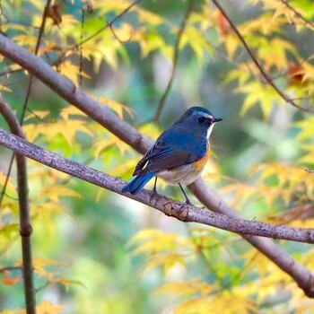 Red-flanked Bluetail 都内 Sun, 12/5/2021