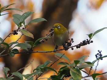 Warbling White-eye 都内 Sun, 12/5/2021