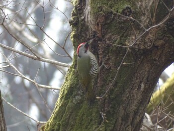 Japanese Green Woodpecker 羽村堰 Mon, 3/1/2021