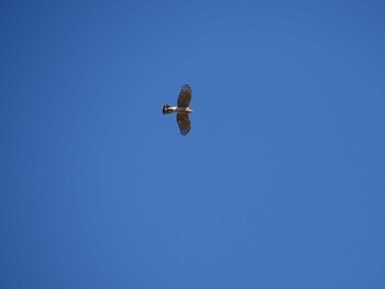 Eurasian Sparrowhawk 多摩川 Tue, 1/5/2021