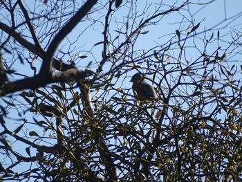 Japanese Waxwing 黒川清流公園 Sun, 2/21/2021