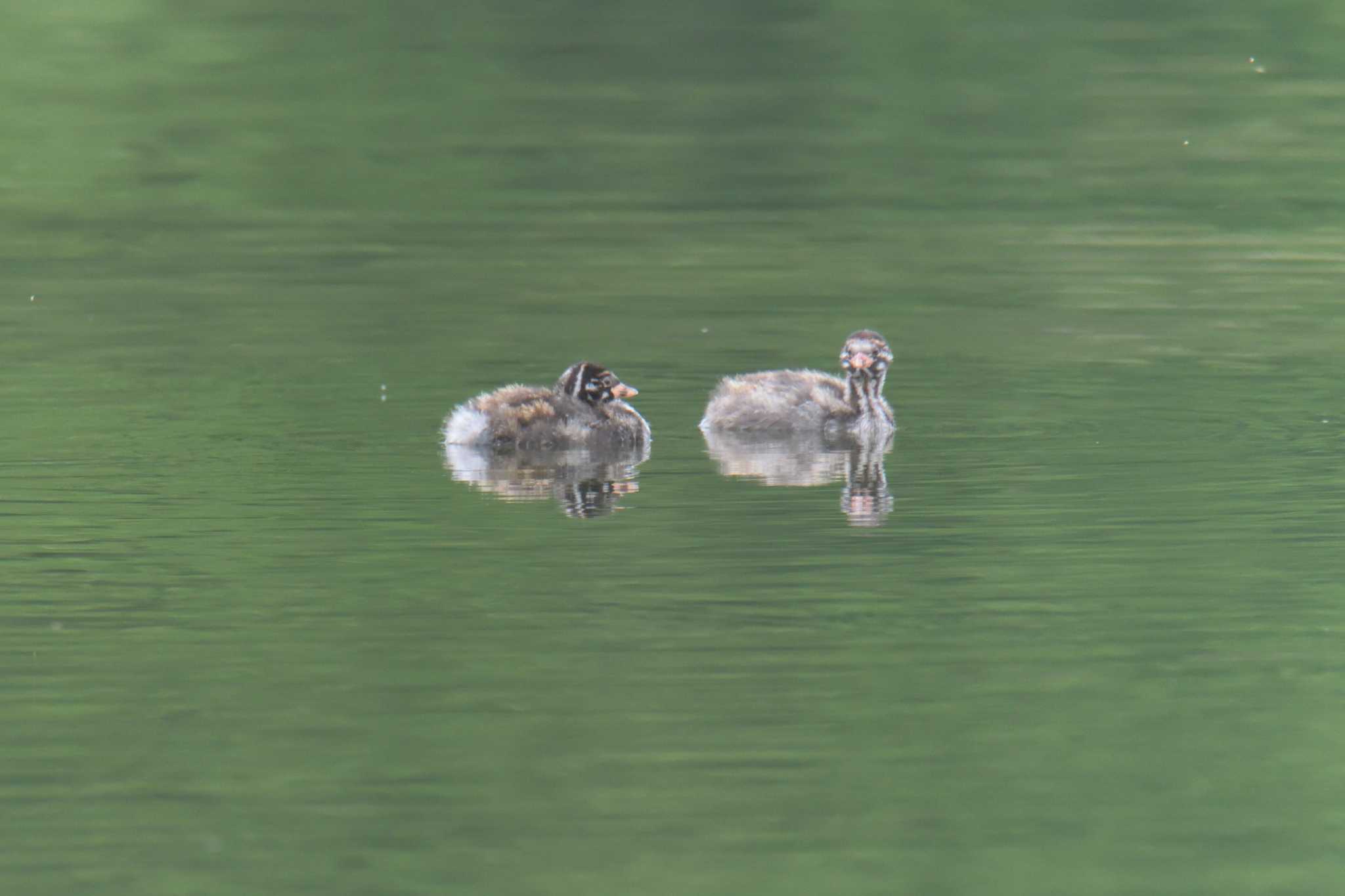 滋賀県希望が丘文化公園 カイツブリの写真 by masatsubo