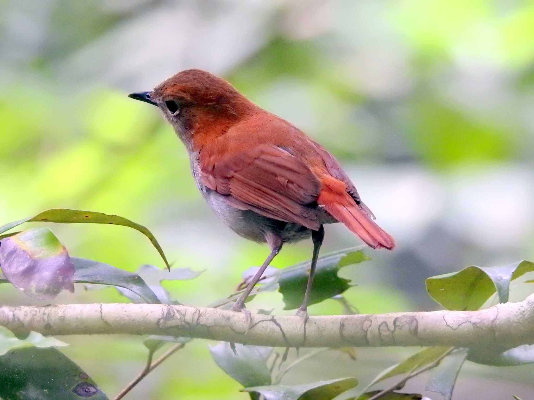 Photo of Ryukyu Robin at Hijiotaki by 結城