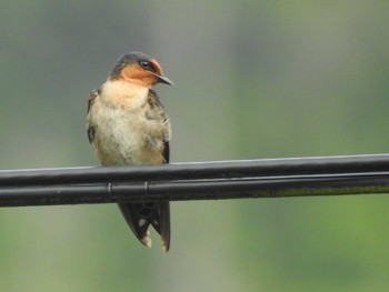 リュウキュウツバメ 比地大滝 2017年5月26日(金)