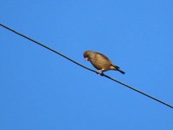 Thu, 12/9/2021 Birding report at 滋賀県日野町