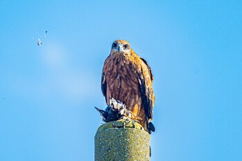 Black Kite 加古大池 Wed, 11/17/2021