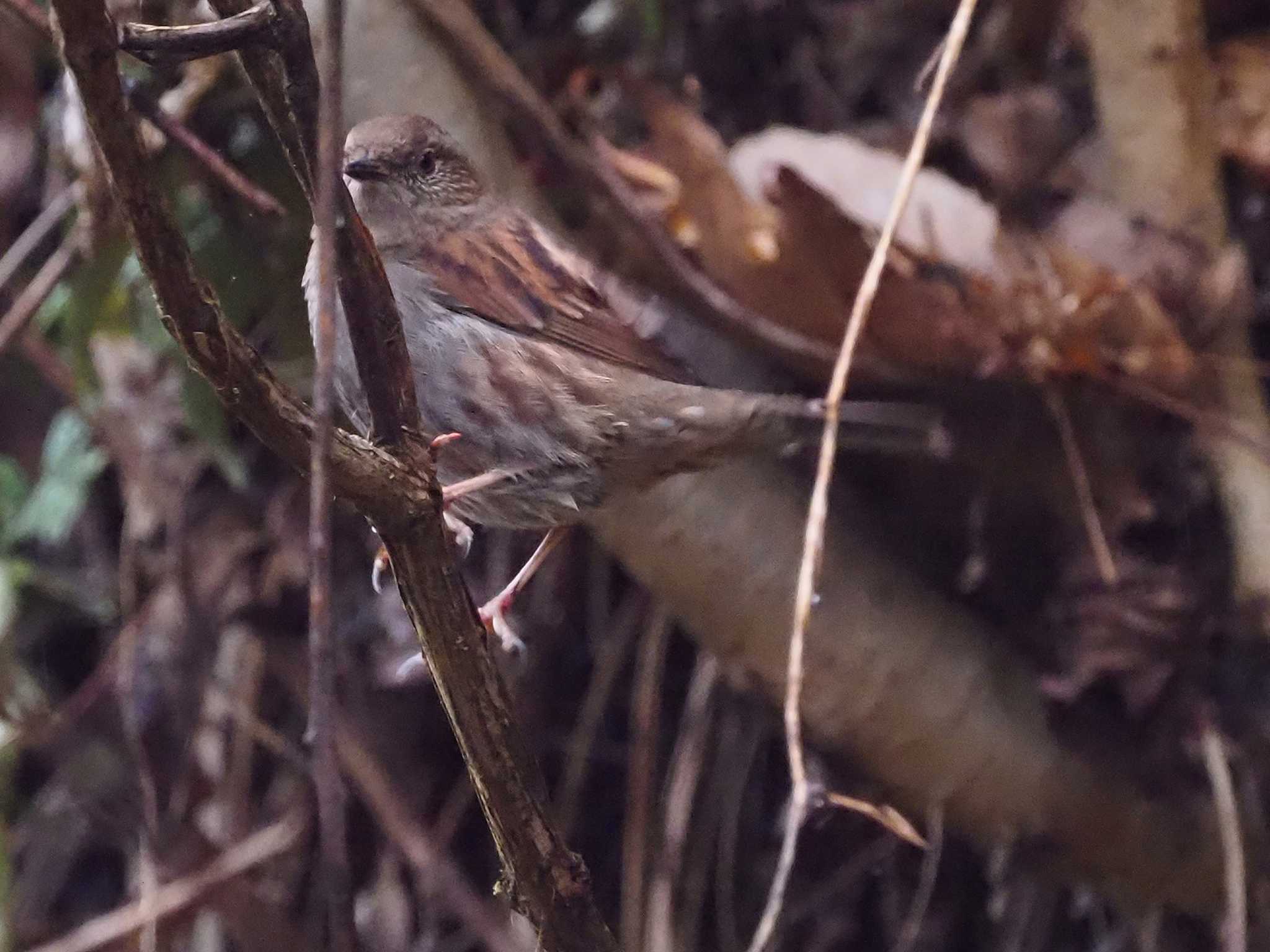 カヤクグリ