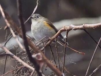 ルリビタキ 早戸川林道 2021年12月6日(月)