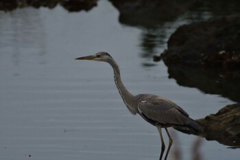 アオサギ 長浜公園 2021年12月9日(木)