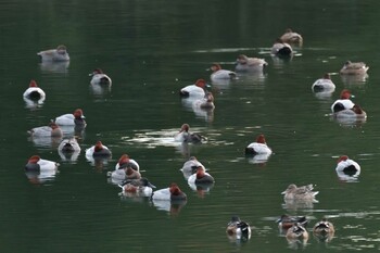 ホシハジロ 長浜公園 2021年12月9日(木)