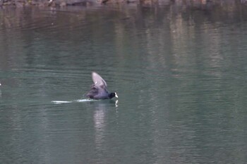 オオバン 長浜公園 2021年12月9日(木)