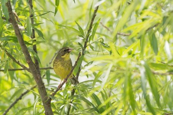 アオジ 灌木 2017年5月25日(木)