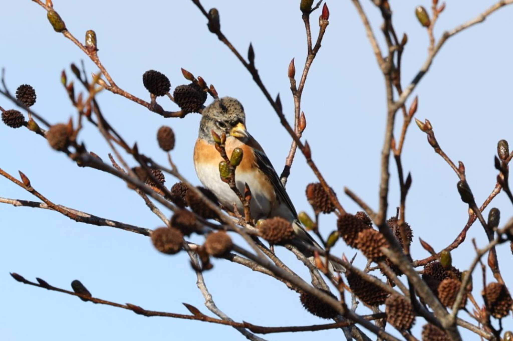 Photo of Brambling at 六甲山 by トビトチヌ