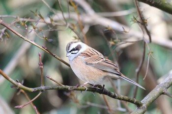 Meadow Bunting 六甲山 Thu, 12/9/2021