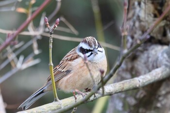 Meadow Bunting 六甲山 Thu, 12/9/2021