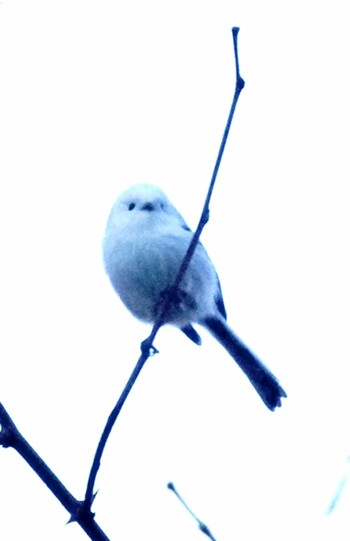 Long-tailed tit(japonicus) Makomanai Park Thu, 12/9/2021