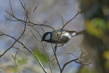 シジュウカラ 三重県上野森林公園 2021年12月9日(木)