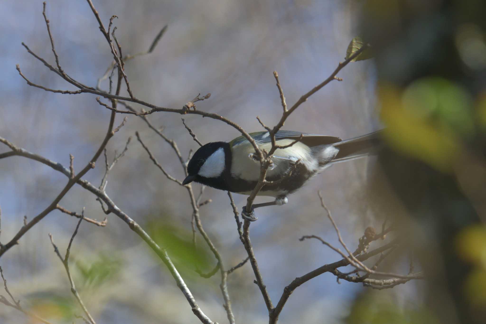 Photo of Japanese Tit at Mie-ken Ueno Forest Park by masatsubo