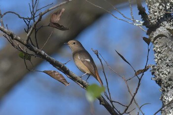 Daurian Redstart Mie-ken Ueno Forest Park Thu, 12/9/2021