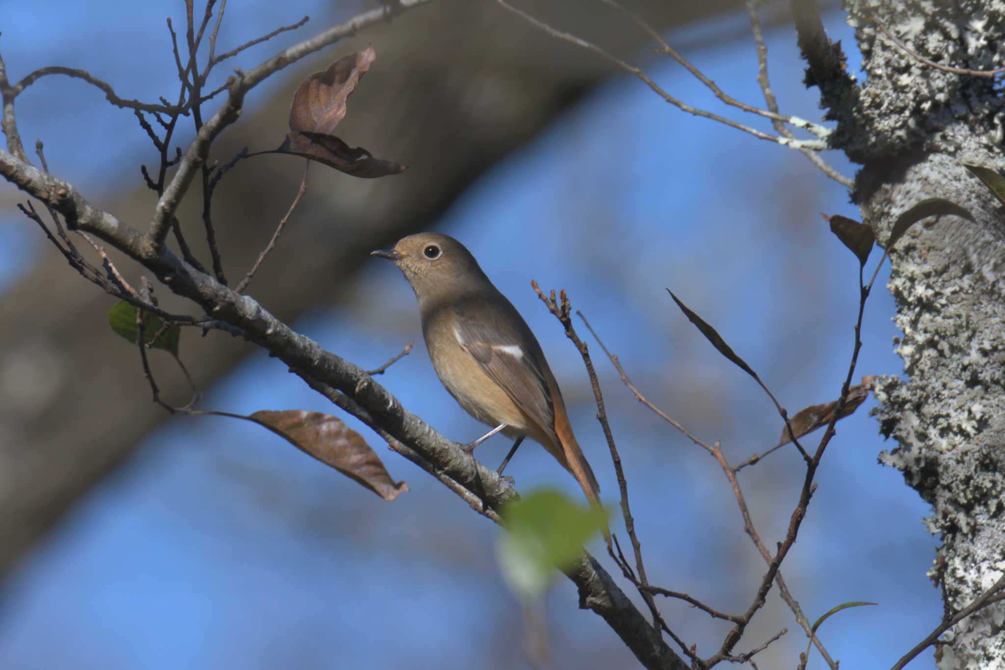 三重県上野森林公園 ジョウビタキの写真 by masatsubo