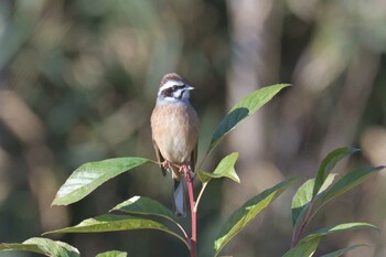 Meadow Bunting Mie-ken Ueno Forest Park Thu, 12/9/2021