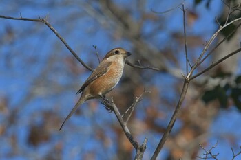 モズ 三重県上野森林公園 2021年12月9日(木)