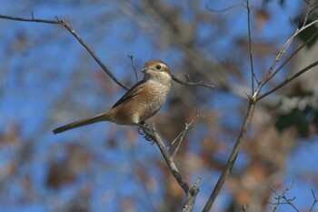 Bull-headed Shrike Mie-ken Ueno Forest Park Thu, 12/9/2021