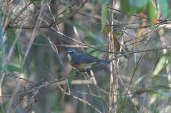 Red-flanked Bluetail Mie-ken Ueno Forest Park Thu, 12/9/2021