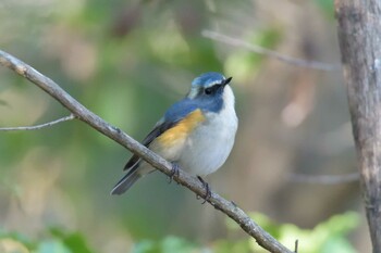 ルリビタキ 三重県上野森林公園 2021年12月9日(木)