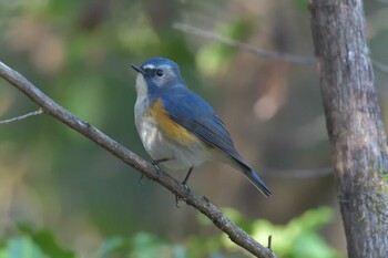 Red-flanked Bluetail Mie-ken Ueno Forest Park Thu, 12/9/2021