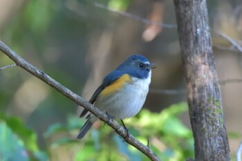 Red-flanked Bluetail Mie-ken Ueno Forest Park Thu, 12/9/2021