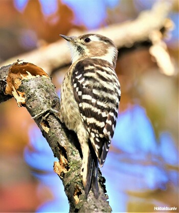 Japanese Pygmy Woodpecker 加古大池 Sat, 11/27/2021