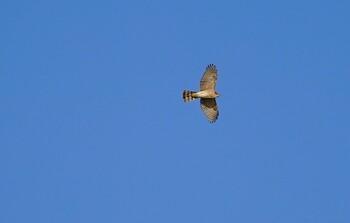 Eurasian Goshawk 恩智川治水緑地 Thu, 12/9/2021