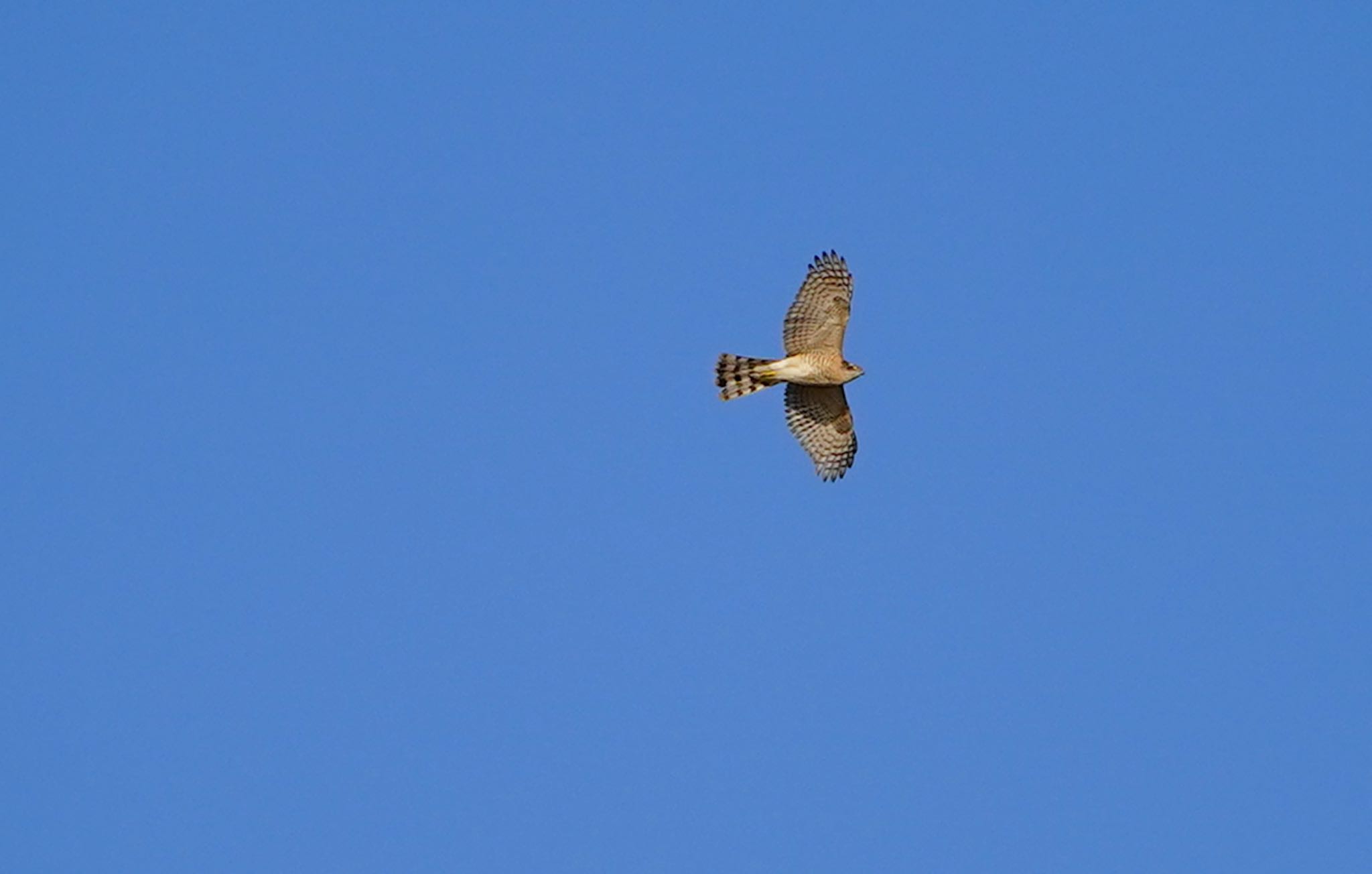 Eurasian Goshawk