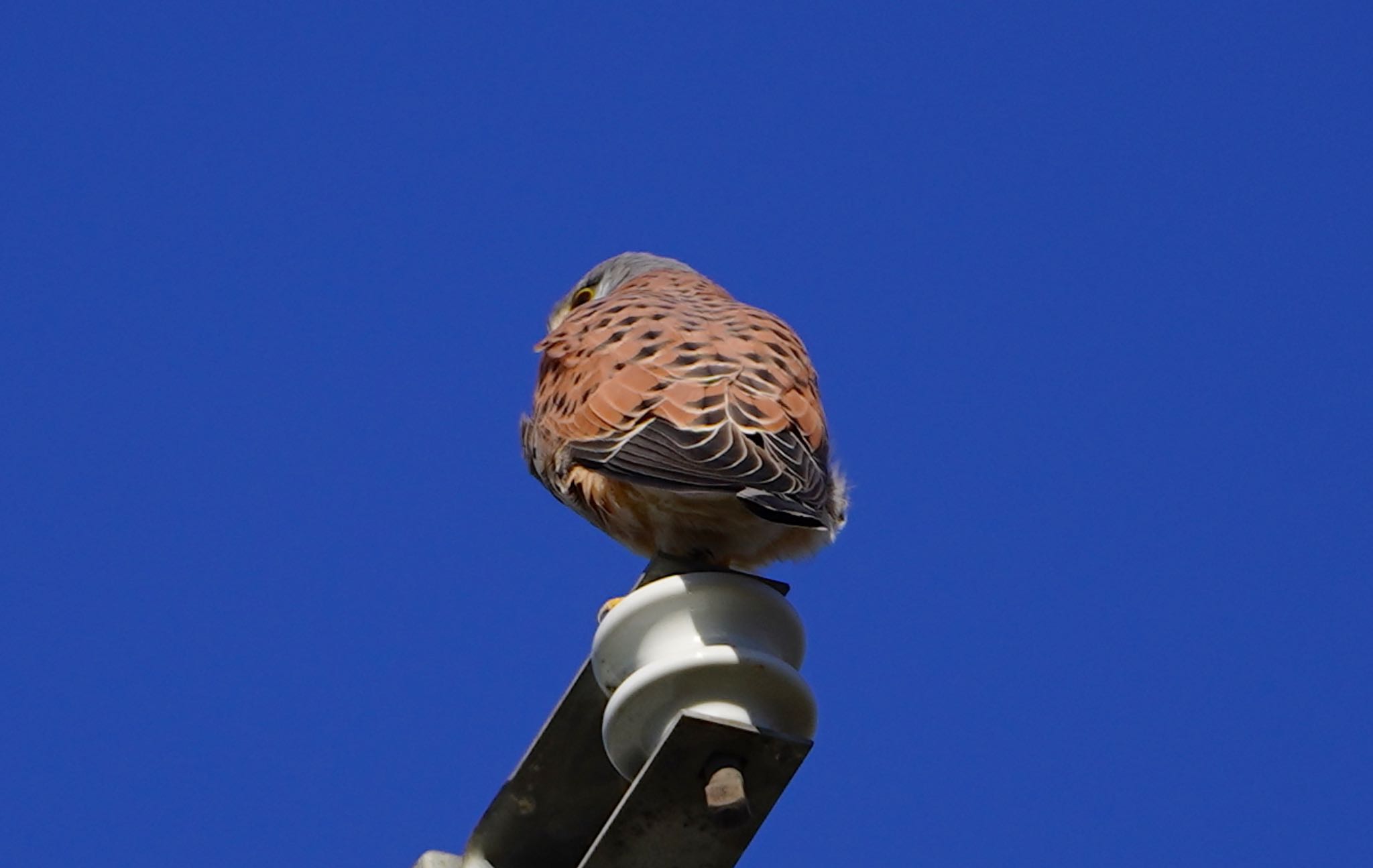 Common Kestrel