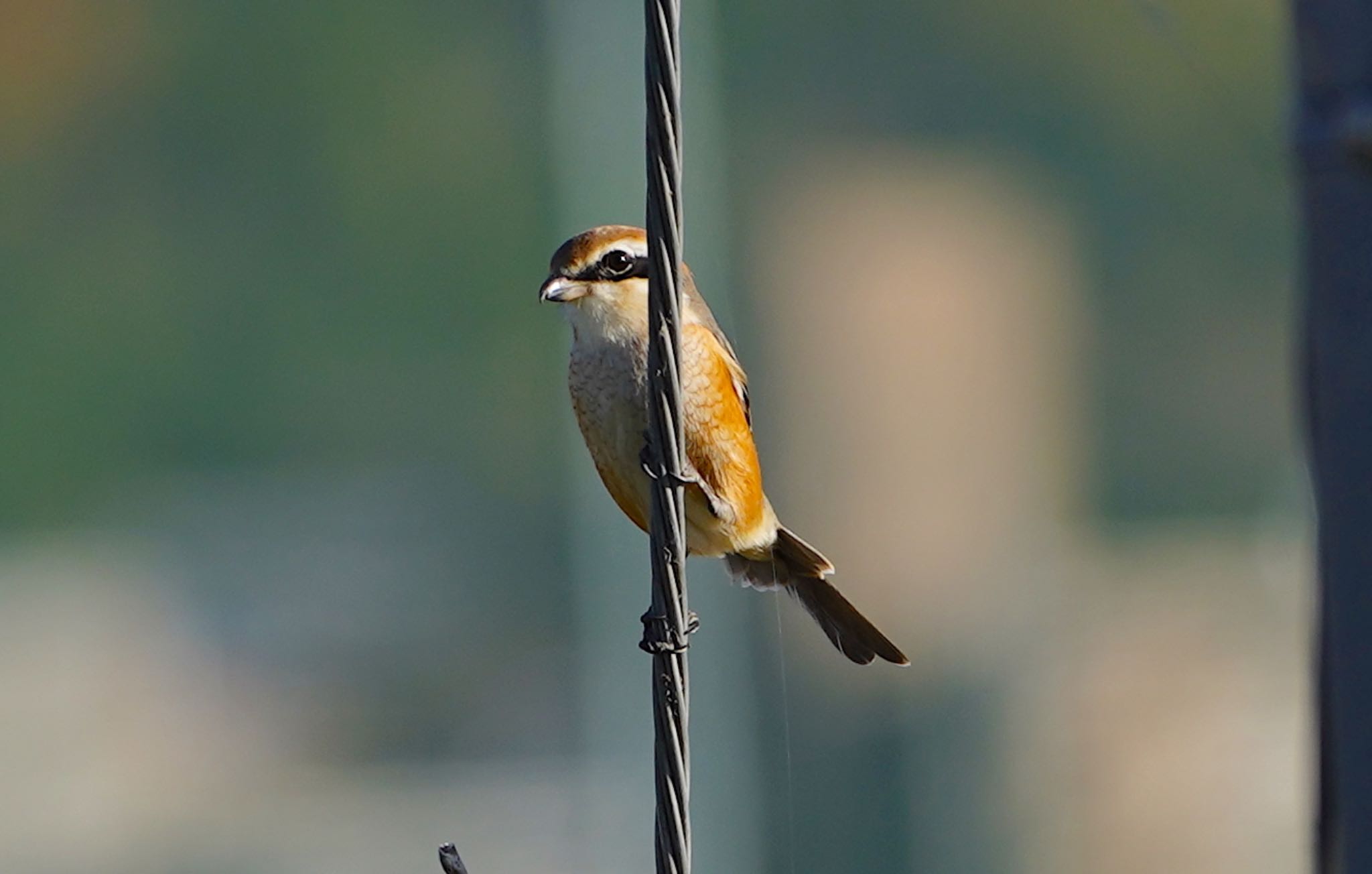 Bull-headed Shrike