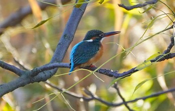 Common Kingfisher 恩智川治水緑地 Thu, 12/9/2021