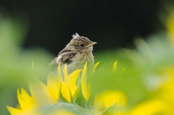 ノビタキ 場所が不明 2014年7月27日(日)