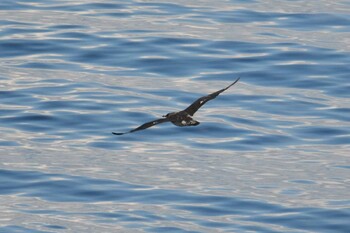 Pomarine Jaeger 大洗-苫小牧航路 Fri, 10/22/2021