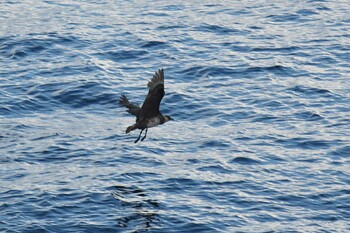 Pomarine Jaeger 大洗-苫小牧航路 Fri, 10/22/2021