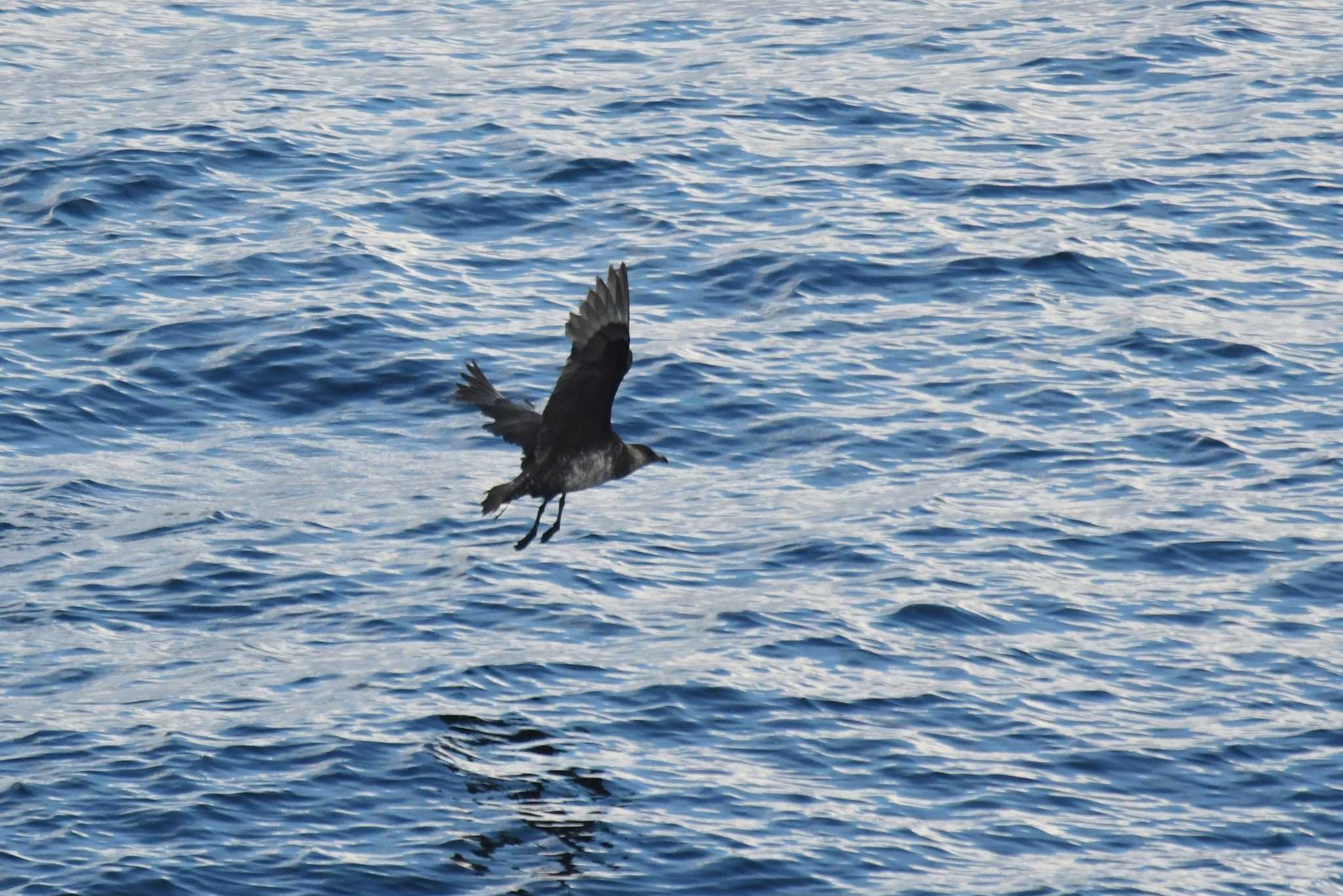 Photo of Pomarine Jaeger at 大洗-苫小牧航路 by あひる