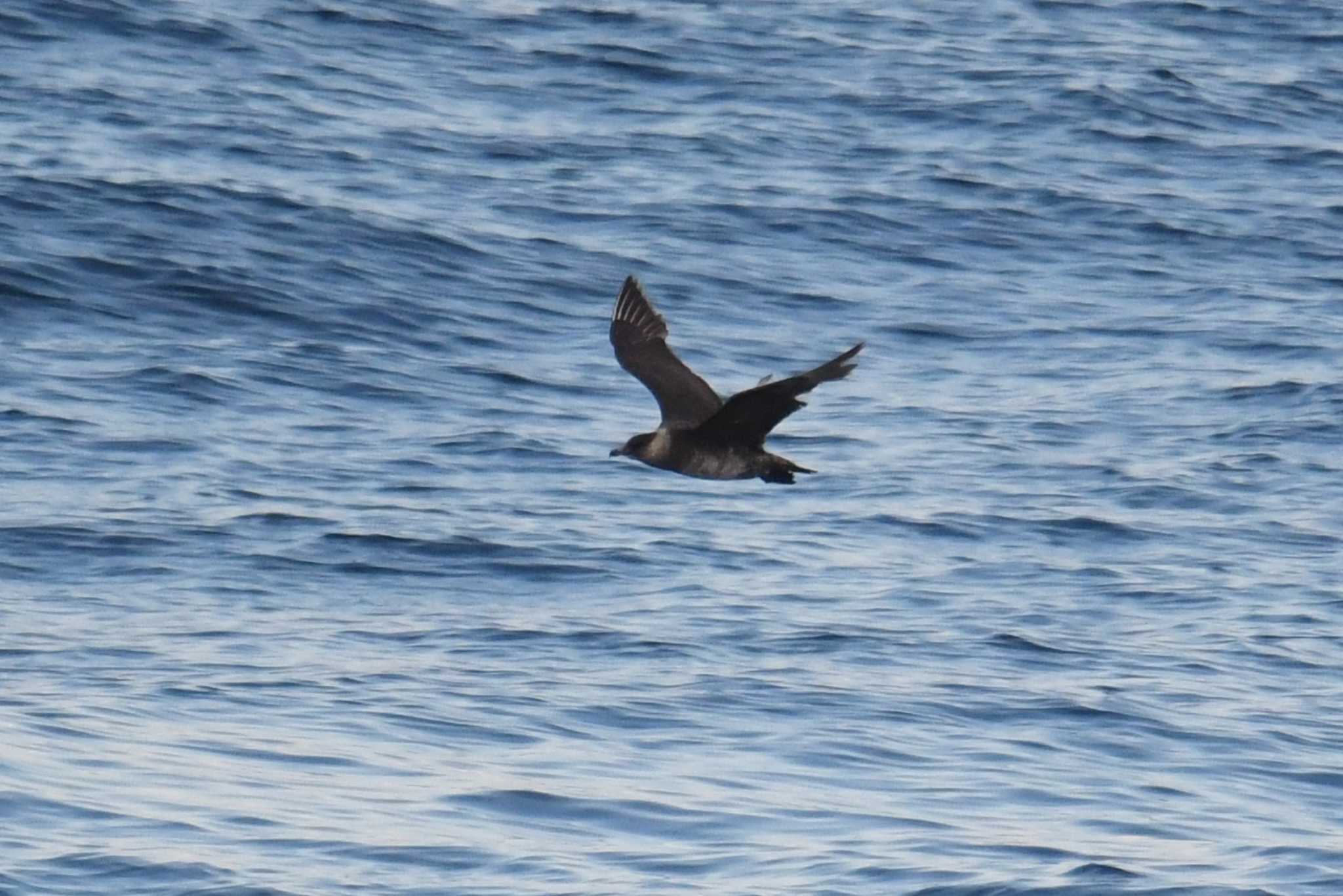 Pomarine Jaeger