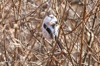 2021年12月9日(木) ウトナイ湖の野鳥観察記録